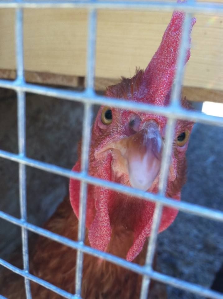 Readers show their chickens